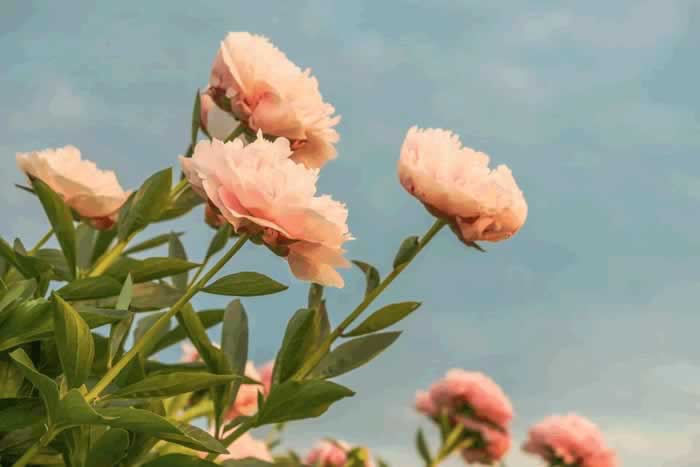 你早晚会明白，越是沉得住气，越容易抓住男人心_情感