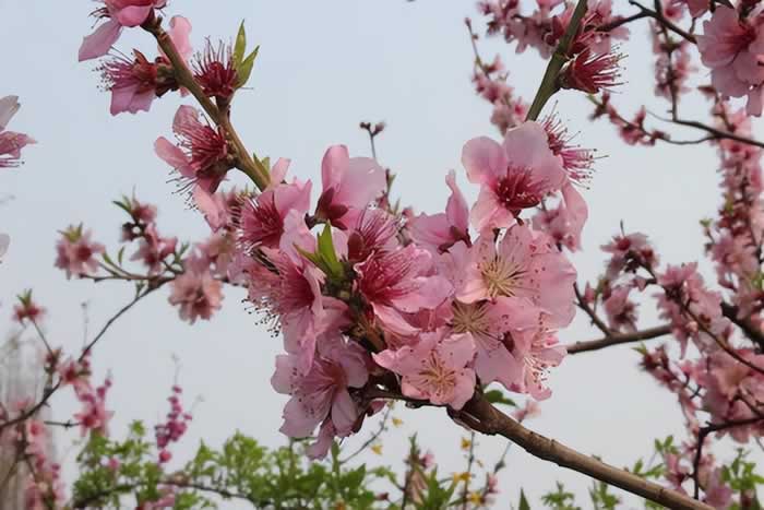 原谅背叛后，从三个方面“主动”，可以帮助你挽救婚姻_情感