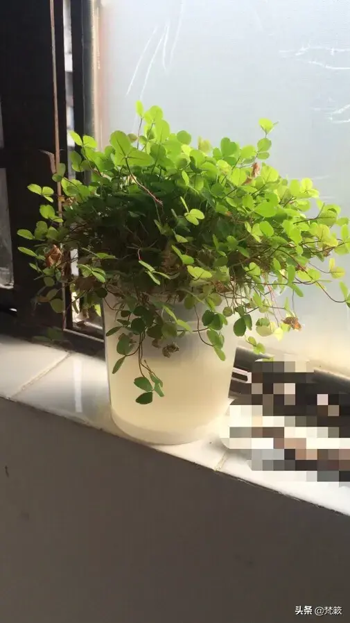 我的爱情，是需要“植入”正确的婚恋观_情感